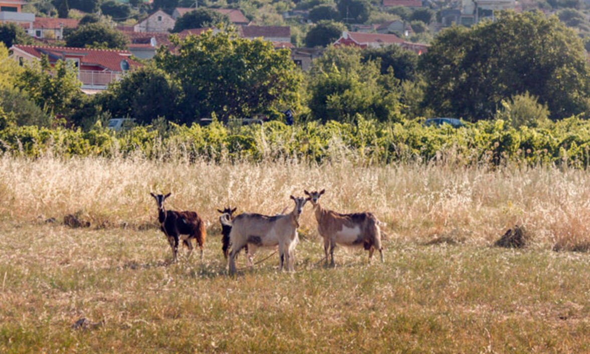 Malo stado koza na livadi