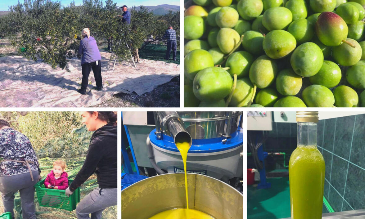 Šalov olive oil farm 