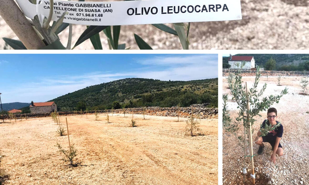 Šalov olive oil farm 