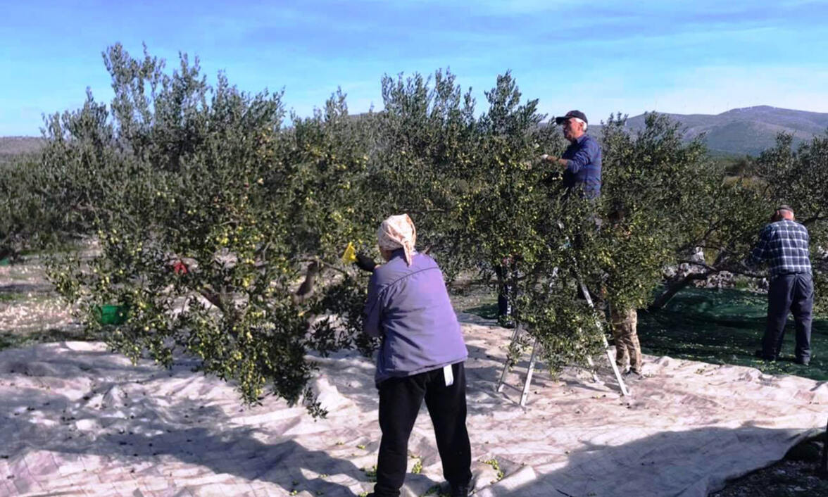 Šalov olive oil farm 
