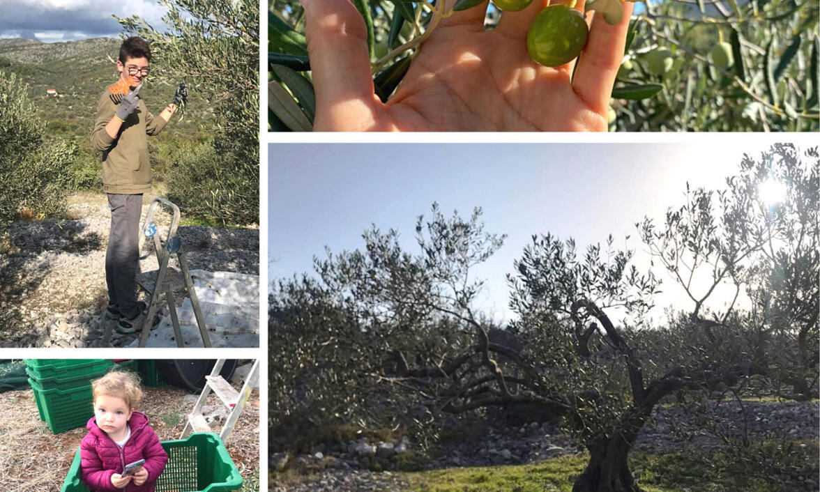 Šalov olive oil farm 