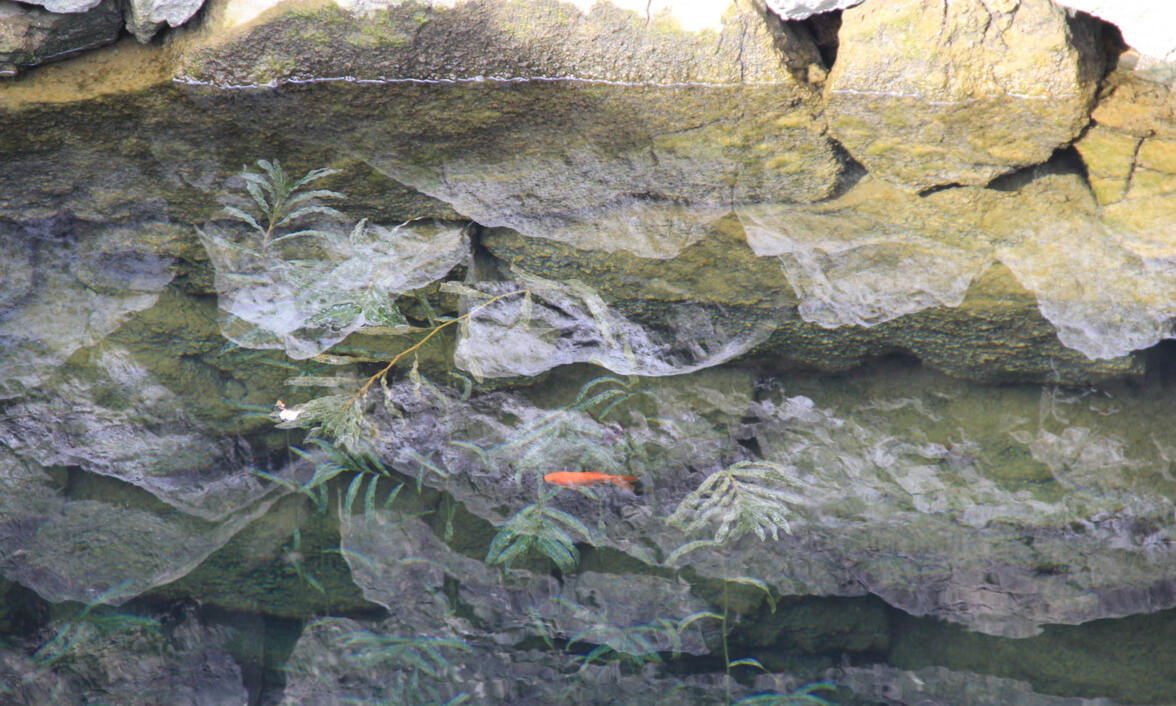 Zlatna ribica u bunaru